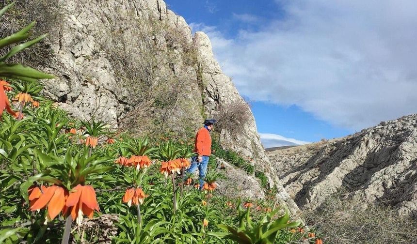 Kahramanmaraş’ta Ters Laleler Doğaseverleri Büyülüyor