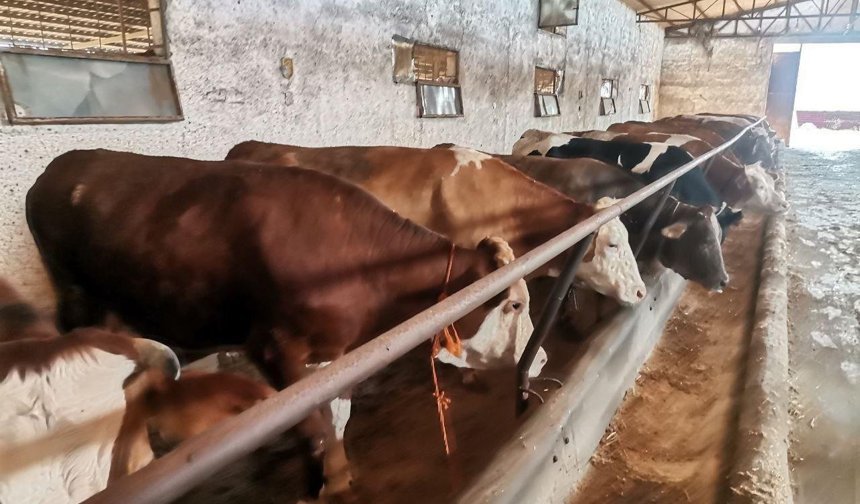 Kahramanmaraş’ta Kurban Pazarlarında Hareketlilik Başladı