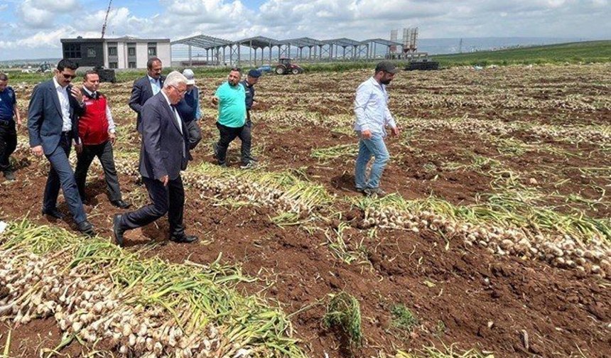Kahramanmaraş’ta Beyaz Altın Hasadı Yapıldı