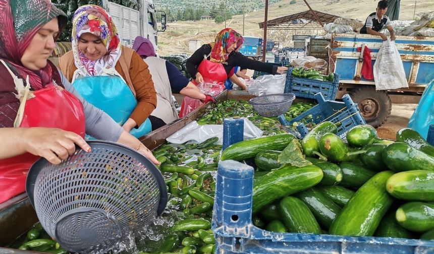 KAHRAMANMARAŞ'TA SALATALIK HASADI BAŞLADI: 35 BİN TON REKOLTE BEKLENİYOR
