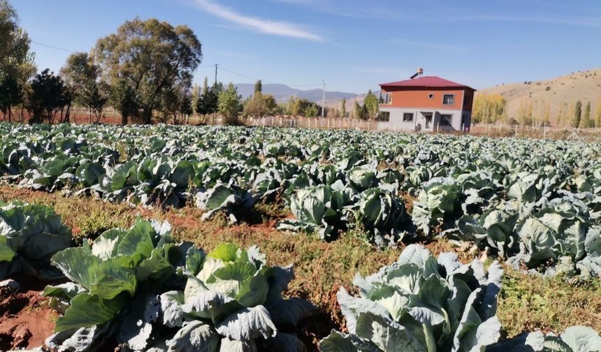 Kahramanmaraş’ta Dev Lahanalar Yola Çıktı