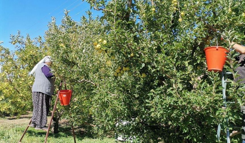 Kahramanmaraş'ta 60 Bin Ton Elma Rekoltesi Bekleniyor