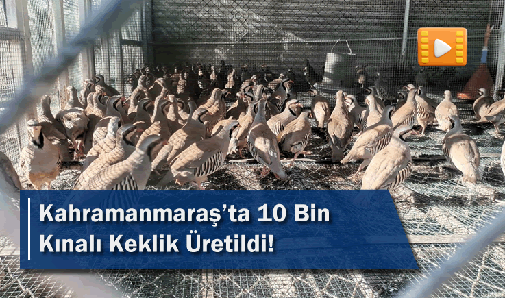 Kahramanmaraş’ta 10 bin kınalı keklik üretildi!
