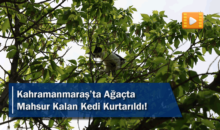 Kahramanmaraş'ta Ağaçta Mahsur Kalan Kedi Kurtarıldı!