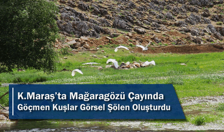 Kahramanmaraş'ta Mağaragözü Çayında Göçmen Kuşlar Görsel Şölen Oluşturdu