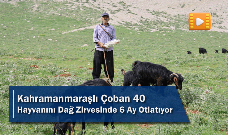 Kahramanmaraşlı Çoban 40 Hayvanını Dağ Zirvesinde 6 Ay Otlatıyor