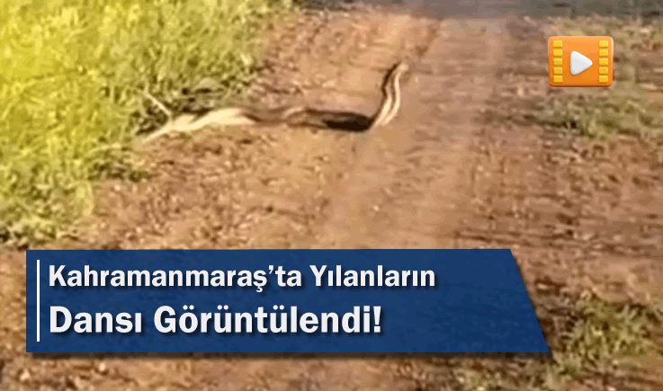 Kahramanmaraş'ta Yılanların Dansı Görüntülendi!