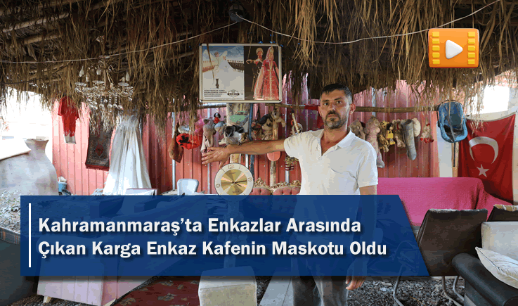 Kahramanmaraş’ta Enkazlar Arasında Çıkan Karga Enkaz Kafenin Maskotu Oldu