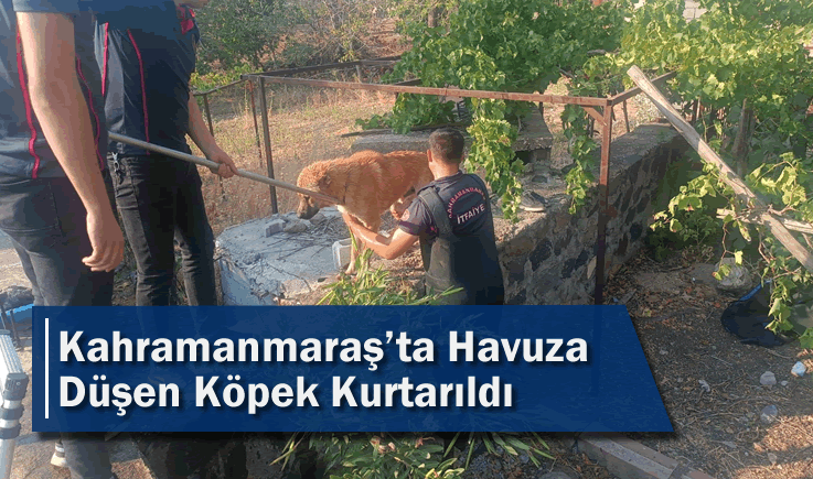 Kahramanmaraş'ta Havuza Düşen Köpek Kurtarıldı