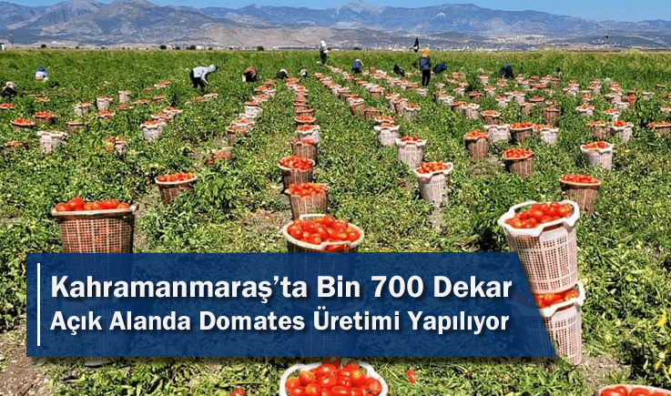 Kahramanmaraş'ta Bin 700 Dekar Açık Alanda Domates Üretimi Yapılıyor