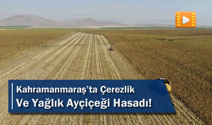 Kahramanmaraş’ta Çerezlik Ve Yağlık Ayçiçeği Hasadı!