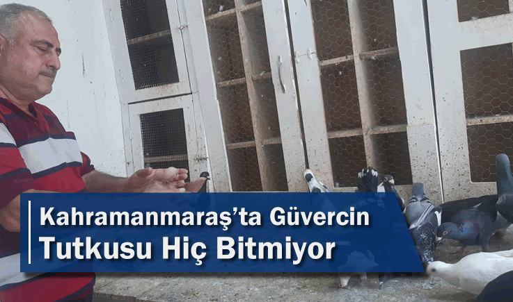 Kahramanmaraş'ta Güvercin Tutkusu Hiç Bitmiyor