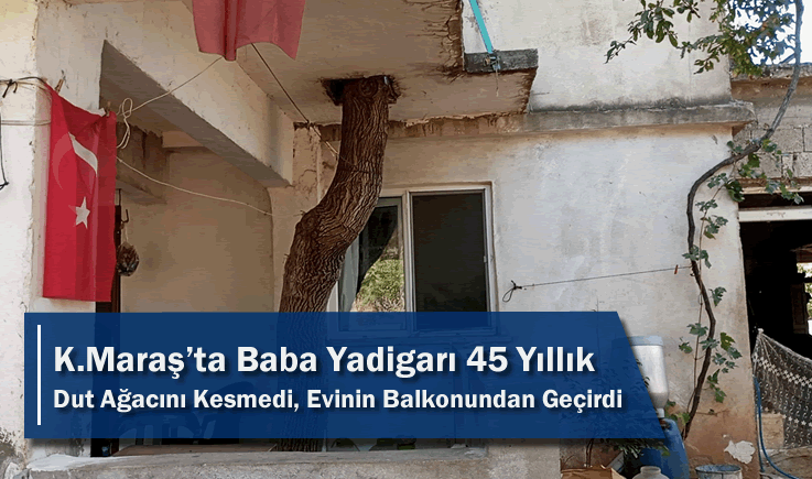 Kahramanmaraş'ta Baba Yadigarı 45 Yıllık Dut Ağacını Kesmedi, Evinin Balkonundan Geçirdi