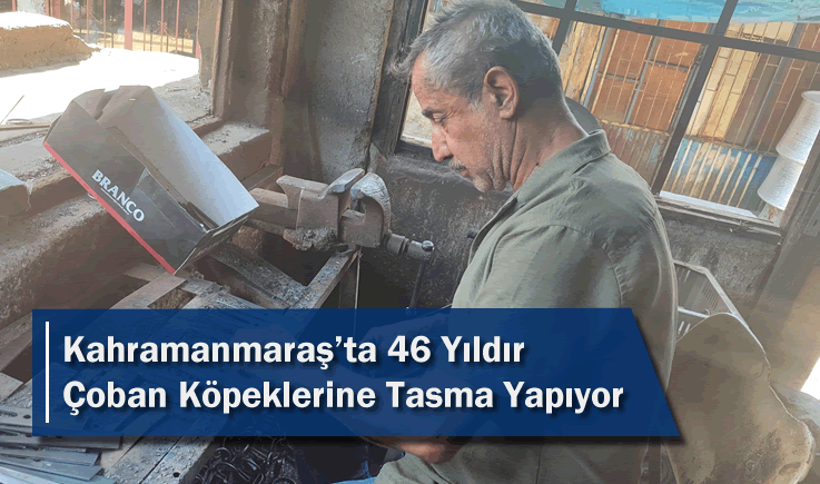 Kahramanmaraş'ta 46 Yıldır Çoban Köpeklerine Tasma Yapıyor