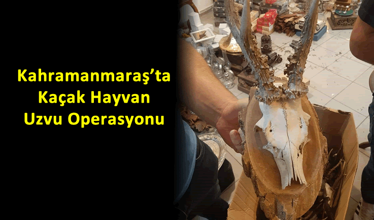 Kahramanmaraş'ta Kaçak Hayvan Uzvu Operasyonu