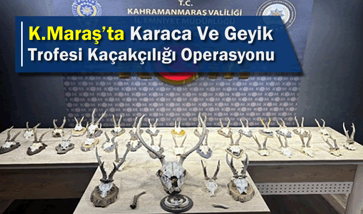 Kahramanmaraş'ta Karaca Ve Geyik Trofesi Kaçakçılığı Operasyonu