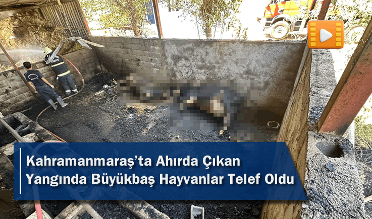 Kahramanmaraş'ta Ahırda Çıkan Yangında Büyükbaş Hayvanlar Telef Oldu