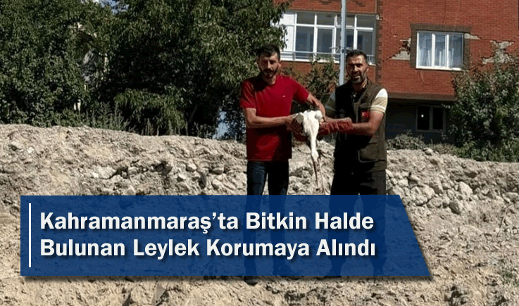 Kahramanmaraş'ta Bitkin Halde Bulunan Leylek Korumaya Alındı