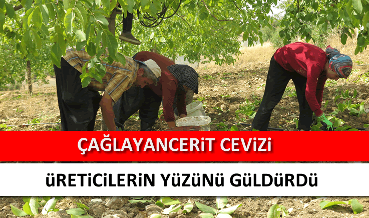 Çağlayancerit Cevizi üreticilerin yüzünü güldürdü