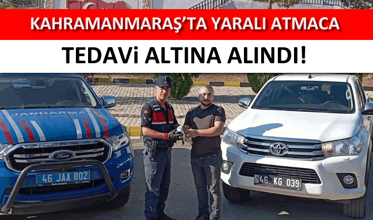 Kahramanmaraş‘ta yaralı atmaca tedavi altına alındı