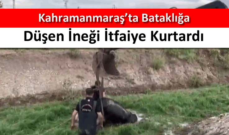 Kahramanmaraş'ta bataklığa düşen ineği itfaiye kurtardı