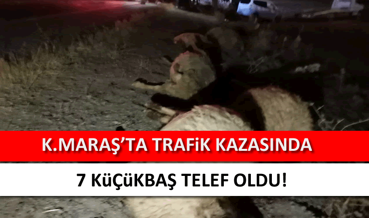 Kahramanmaraş'ta trafik kazasında 7 küçükbaş telef oldu!