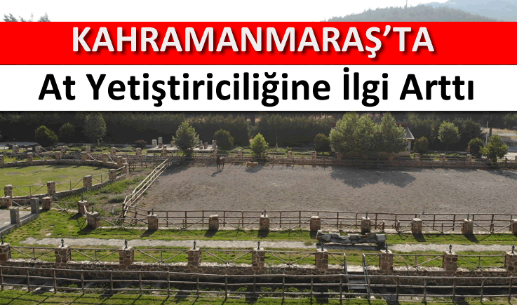 Kahramanmaraş’ta at yetiştiriciliğine ilgi arttı