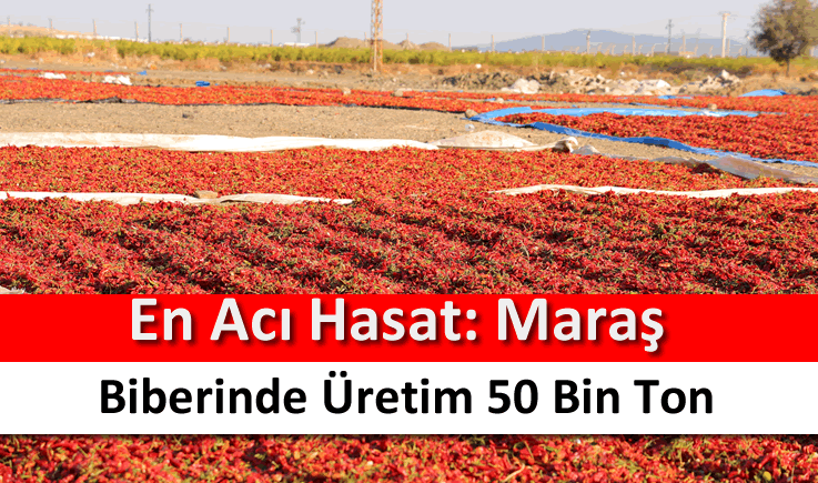 En acı hasat: Maraş biberinde üretim 50 bin ton