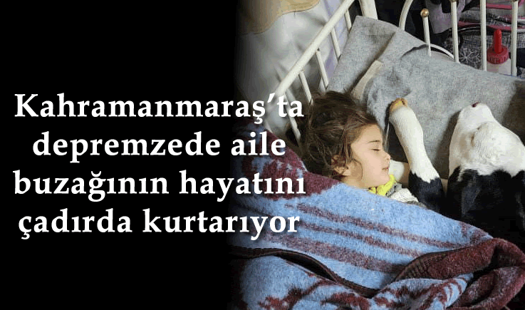 Kahramanmaraş'ta depremzede aile buzağının hayatını çadırda kurtarıyor