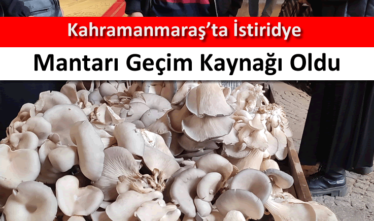 Kahramanmaraş'ta istiridye mantarı geçim kaynağı oldu