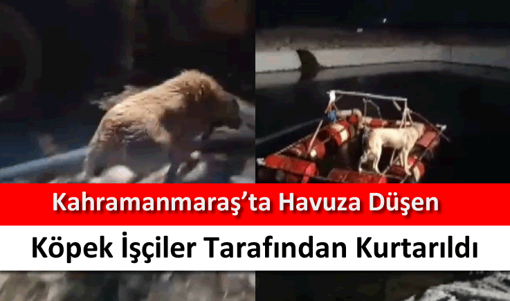 Kahramanmaraş'ta havuza düşen köpek işçiler tarafından kurtarıldı