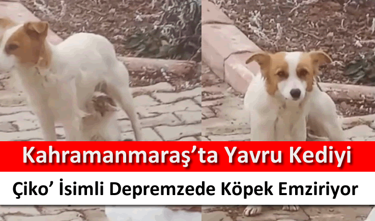 Kahramanmaraş'ta yavru kediyi ‘Çiko' isimli depremzede köpek emziriyor