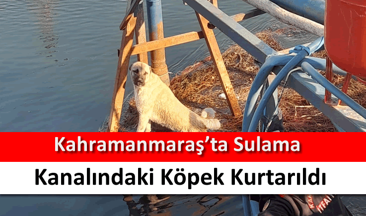 Kahramanmaraş'ta sulama kanalındaki köpek kurtarıldı