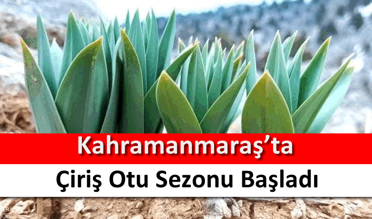 Kahramanmaraş’ta çiriş otu sezonu başladı