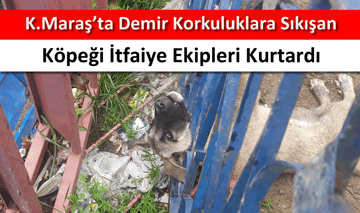 Kahramanmaraş'ta demir korkuluklara sıkışan köpeği itfaiye ekipleri kurtardı