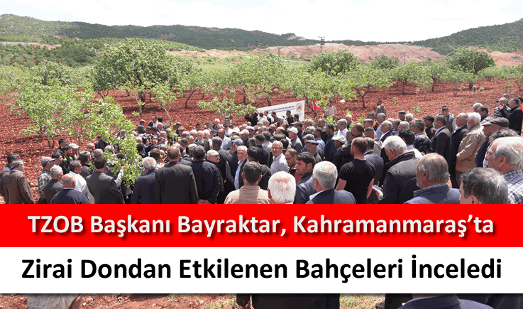 TZOB Başkanı Bayraktar, Kahramanmaraş'ta zirai dondan etkilenen bahçeleri inceledi