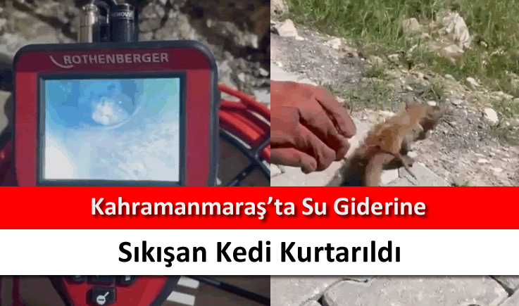 Kahramanmaraş'ta su giderine sıkışan kedi kurtarıldı