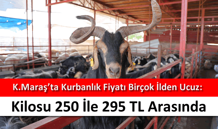 Kahramanmaraş'ta kurbanlık fiyatı birçok ilden ucuz: Kilosu 250 ile 295 TL arasında