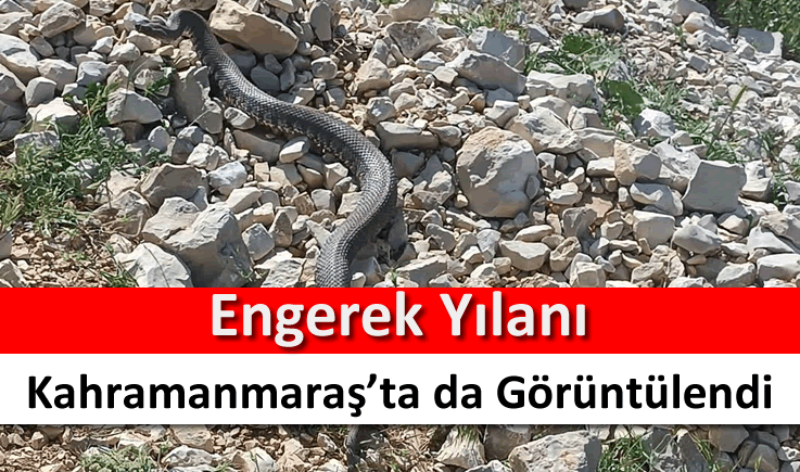 Engerek yılanı Kahramanmaraş'ta da görüntülendi
