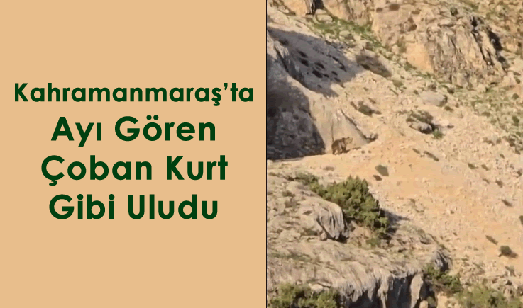 Kahramanmaraş'ta ayı gören çoban kurt gibi uludu
