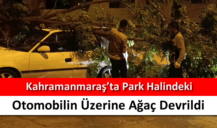 Kahramanmaraş'ta park halindeki otomobilin üzerine ağaç devrildi