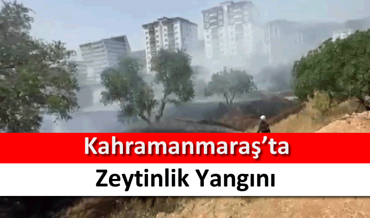 Kahramanmaraş'ta zeytinlik yangını