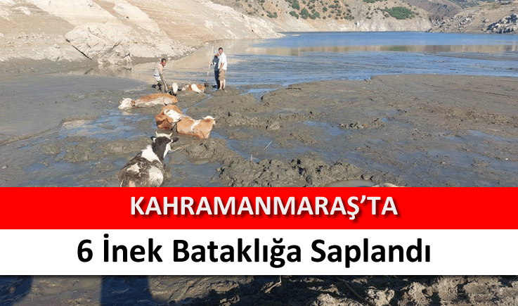 Kahramanmaraş'ta 6 inek  bataklığa saplandı