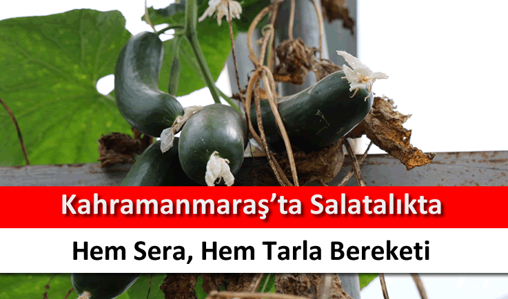 Kahramanmaraş'ta salatalıkta hem sera, hem tarla bereketi