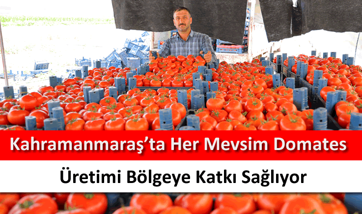 Kahramanmaraş'ta her mevsim domates üretimi bölgeye katkı sağlıyor