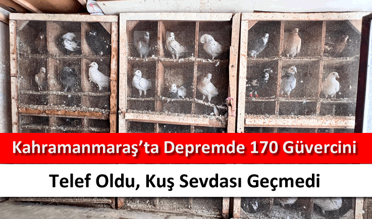 Kahramanmaraş'ta depremde 170 güvercini telef oldu, kuş sevdası geçmedi