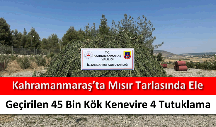 Kahramanmaraş'ta mısır tarlasında ele geçirilen 45 bin kök kenevire 4 tutuklama