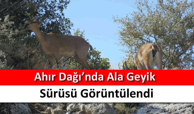 Ahır Dağı'nda ala geyik sürüsü görüntülendi