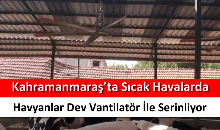 Kahramanmaraş'ta sıcak havalarda havyanlar dev vantilatör ile serinliyor