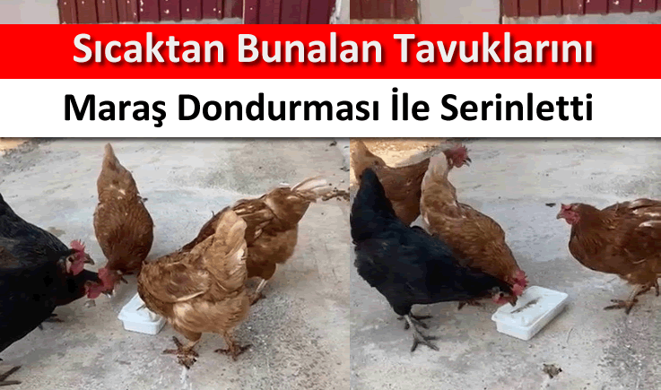 Sıcaktan bunalan tavuklarını Maraş dondurması ile serinletti